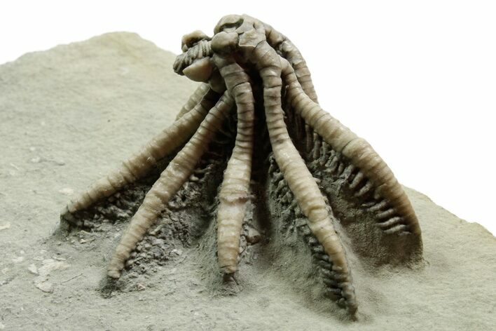 Fossil Crinoid (Scytalocrinus) - Crawfordsville, Indiana #371576